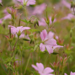 Geranium endressii Spansknäva