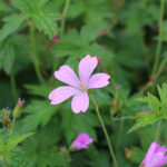 Geranium endressii Spansknäva