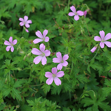 Geranium endressii Spansknäva