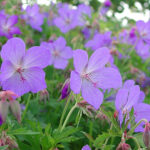 Geranium himalayense 'Gravetye' Praktnäva