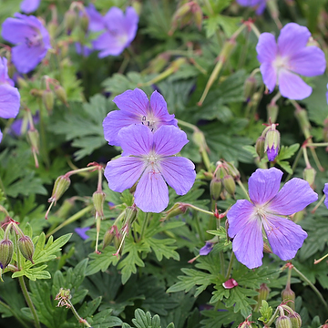 Geranium himalayense 'Gravetye' Praktnäva