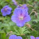 Geranium himalayense 'Sörmjöle' GK Praktnäva