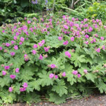 Geranium macrorrhizum Flocknäva