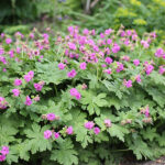 Geranium macrorrhizum Flocknäva