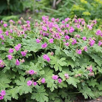 Geranium macrorrhizum Flocknäva