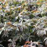 Geranium maculatum 'Espresso' Fläcknäva