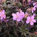 Geranium maculatum 'Espresso' Fläcknäva
