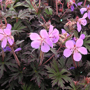 Geranium maculatum 'Espresso' Fläcknäva