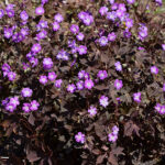 Geranium maculatum STORMY NIGHT 'Macger002' NY Fläcknäva