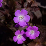 Geranium maculatum STORMY NIGHT 'Macger002' NY Fläcknäva