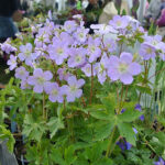 Geranium maculatum 'Vickie Lynn' Fläcknäva
