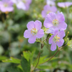 Geranium maculatum 'Vickie Lynn' Fläcknäva