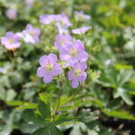 Geranium maculatum 'Vickie Lynn' Fläcknäva