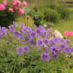 Geranium magnificum Kungsnäva