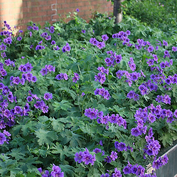Geranium magnificum Kungsnäva