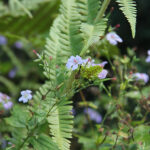 Geranium nodosum Blanknäva
