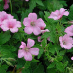Geranium oxonianum 'Rose Clair' Spansknäva