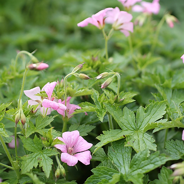 Geranium oxonianum 'Rose Clair' Spansknäva