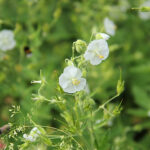 Geranium phaeum 'Album' Brunnäva