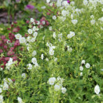 Geranium phaeum 'Album' Brunnäva