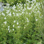 Geranium phaeum 'Album' Brunnäva