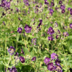 Geranium phaeum Brunnäva
