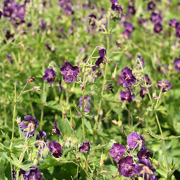 Geranium phaeum Brunnäva