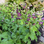 Geranium phaeum 'Joseph Green' Brunnäva