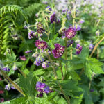 Geranium phaeum 'Joseph Green' Brunnäva