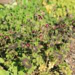 Geranium phaeum 'Samobor' Brunnäva