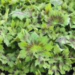 Geranium phaeum 'Samobor' Brunnäva