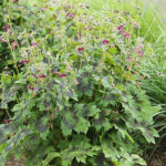 Geranium phaeum 'Samobor' Brunnäva