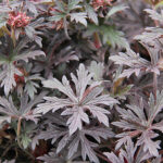 Geranium pratense 'Black'n White' NY Ängsnäva