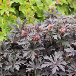 Geranium pratense 'Black'n White' NY Ängsnäva