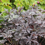 Geranium pratense 'Black'n White' NY Ängsnäva