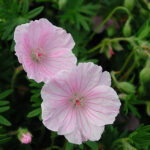 Geranium sanguineum 'Apfelblüte' Blodnäva