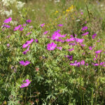 Geranium sanguineum Blodnäva
