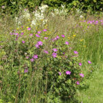 Geranium sanguineum Blodnäva