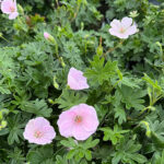 Geranium sanguineum FRIVOLIUS PINK 'Mvgn1811' NY Blodnäva