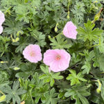 Geranium sanguineum FRIVOLIUS PINK 'Mvgn1811' NY Blodnäva