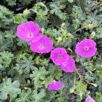 Geranium sanguineum FRIVOLIUS PURPLE 'Mvng1905' NY Näva