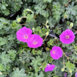 Geranium sanguineum FRIVOLIUS PURPLE 'Mvng1905' NY Näva