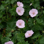 Geranium sanguineum var. striatum Jungfrunäva