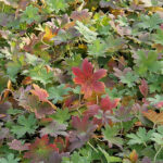 Geranium wlassovianum Mongolisk näva