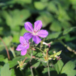 Geranium wlassovianum Mongolisk näva