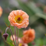Geum 'Mai Tai' Trädgårdsnejlikrot