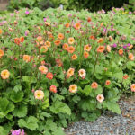 Geum 'Mai Tai' Trädgårdsnejlikrot