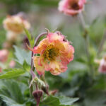 Geum PRETTICOATS PEACH 'Tngeupp' Trädgårdsnejlikrot
