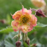 Geum PRETTICOATS PEACH 'Tngeupp' Trädgårdsnejlikrot