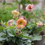 Geum PRETTICOATS PEACH 'Tngeupp' Trädgårdsnejlikrot